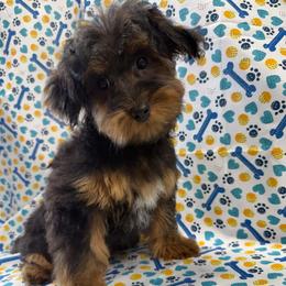 Dozer - Black and tan male Yorkipoo puppy in Lebanon, Kentucky from Mosaic Merle Doodles