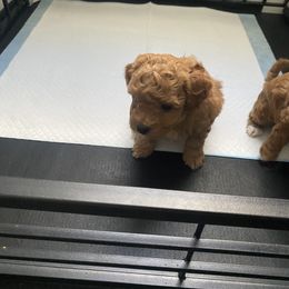 Poodle Puppies from Jamilette Delatorre's Poodles