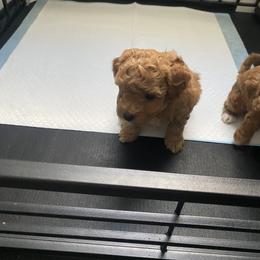 Poodle Puppies from Jamilette Delatorre's Poodles