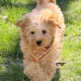 Pony Boy - Apricot male Goldendoodle puppy in Centralia, Missouri from Oodles Of Doodles Mo.
