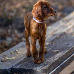 Irish Setter Puppies from Spring Creek Irish Setters