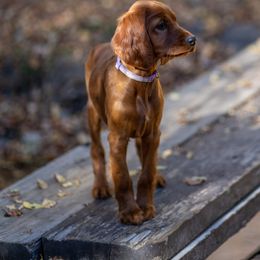 Irish Setter Puppies from Spring Creek Irish Setters