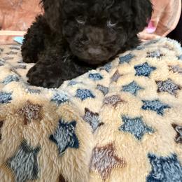 Scooby - Brown male Poodle puppy in Pounding  Mill, Virginia from Rosa's Chihuahuas