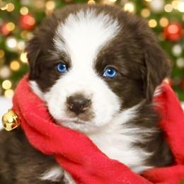 Fudge - Red & white male Miniature Australian Shepherd puppy in Alexandria, Virginia from Fairfax Aussies