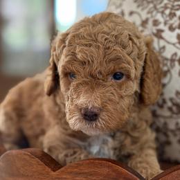Iron puppy - Cream male Goldendoodle puppy in Yuciapa, California from AlltheDoodlez_