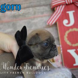 Aragorn - Blue fawn male French Bulldog puppy in Loxahatchee, Florida from Blue Wonder Frenchies