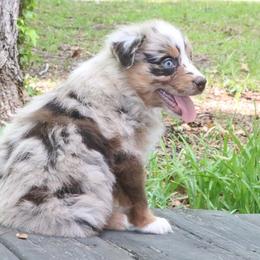 Cricket - Red merle male Australian Shepherd puppy in Macon, Georgia from Shaina’s Shepherds