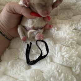 Mr black - Apricot male Maltipoo puppy in Fredericktown, Missouri from Doodle Pups Fur-Ever