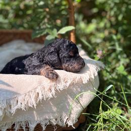 Stetson - Phantom male Goldendoodle puppy in Zeeland, Michigan from Dandelion Lane Doodles