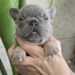 Moana - Tricolors female French Bulldog puppy in Germantown, Ohio from LaBelle Bulldogs