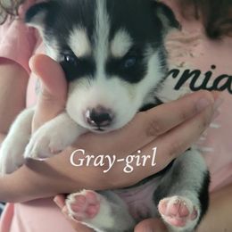 Gray.girl - Black and white female Siberian Husky puppy in Willoughby, Ohio from WolfPackk