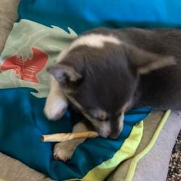 American Corgis and Pomeranians from Circle R Kennels