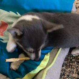 American Corgis and Pomeranians from Circle R Kennels