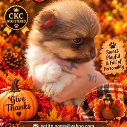 River - Chocolate parti male Pomeranian puppy in Gun Barrel City, Texas from Petite Poms