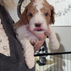 Assorted Doodle Crosses, Cavapoo, and Goldendoodle Puppies from Debbie's Puppies
