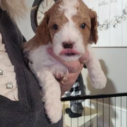 Assorted Doodle Crosses, Cavapoo, and Goldendoodle Puppies from Debbie's Puppies