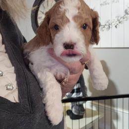 Assorted Doodle Crosses, Cavapoo, and Goldendoodle Puppies from Debbie's Puppies