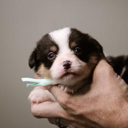 Mary - Black and tan female Pembroke Welsh Corgi puppy in South Otselic, New York from Ridge Top Corgis