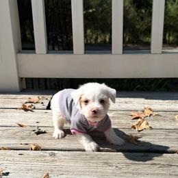 Conrad AKC - Parti male Yorkshire Terrier puppy in Nesbit, Mississippi from Bluff City Yorkies