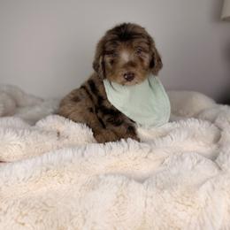 Pompano - Brown merle male Aussiedoodle puppy in Sweetwater, Florida from Sandy Snout Doodles