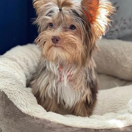 Bloom - Yorkshire Terrier