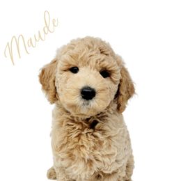Bernedoodle, Double Doodle, and Goldendoodle Puppies from Winding Creek Ranch