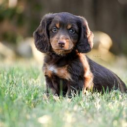 Dachshund Puppies from TG Dachshunds