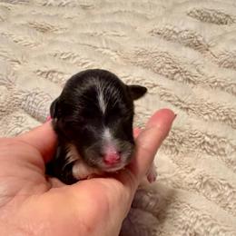 MINNIE - Black and white female Shetland Sheepdog puppy in Livonia, Michigan from M7’s Shelties, Toonies & AussieDoodles