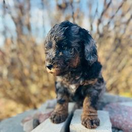 Ruby - Merle female Bernedoodle puppy in Sherman, Illinois from Shirl Doodle Life