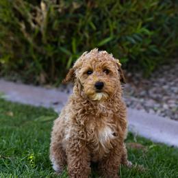 Lucy - Parti female Poodle puppy in Peoria, Arizona from Savana williams
