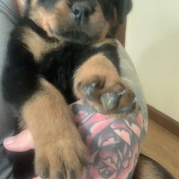 Rottweiler Puppies from Von Insel Zu Berg Rottweilers