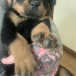 Rottweiler Puppies from Von Insel Zu Berg Rottweilers