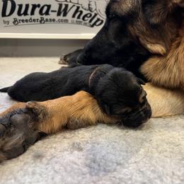 German Shepherd Puppies from Zwinger vom Schneider Wald
