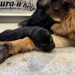 German Shepherd Puppies from Zwinger vom Schneider Wald