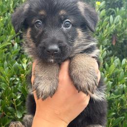 Female - Black and red female German Shepherd puppy in Warwick, Rhode Island from Karma Kennels