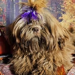 Iva - Shih Tzu