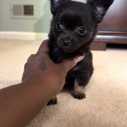 Myni - Black male Chihuahua puppy in Charlotte, North Carolina from Lawinski’s Chihuahua World