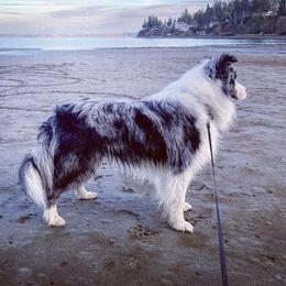 Lex  - Border Collie
