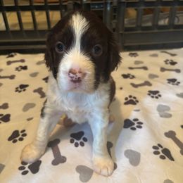 Girl 4 - Liver and white female English Springer Spaniel puppy in Knoxville, Maryland from Shay-Dee Springers