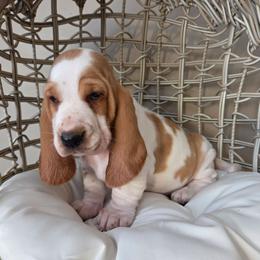Sophie 2700.00 - Red and white female Basset Hound puppy in Denison, Texas from Emma Lou's Baby Bassets