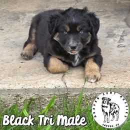 Xanadu - Black tri male Miniature Australian Shepherd puppy in Jaroso, Colorado from Heaven Sent Aussies