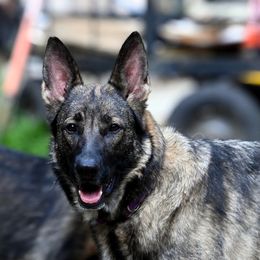 Kimber - German Shepherd
