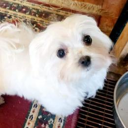 Maltese Puppies from Little Loma Maltese