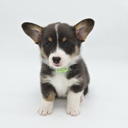 Marlowe(Crinkle) - Blue female Pembroke Welsh Corgi puppy in Dickeyville, Wisconsin from J&R Shepherds & Corgis