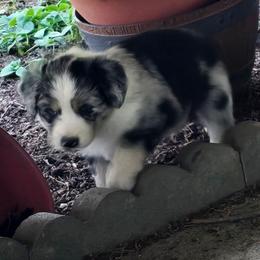 Indigo - Blue merle male Miniature American Shepherd puppy in Vancouver, Washington from BonDrew's Miniature American Shepherds