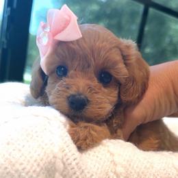 Mocha - Red female Maltipoo puppy in Spring, Texas from GlamPaw Maltipoos