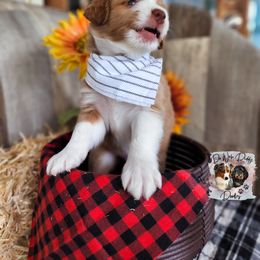 Assorted Doodle Crosses Puppies from Do Wah Diddy Doodles