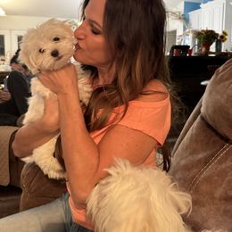 Teddy - White male Maltese puppy in Live Oak, Florida from Pupkin’s Maltese