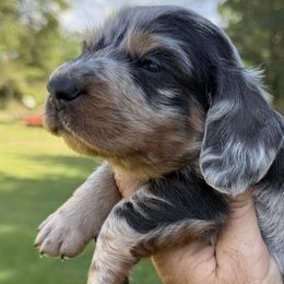 Dachshunds from 5F Dachshunds and Corgis