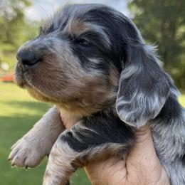 Dachshunds from 5F Dachshunds and Corgis